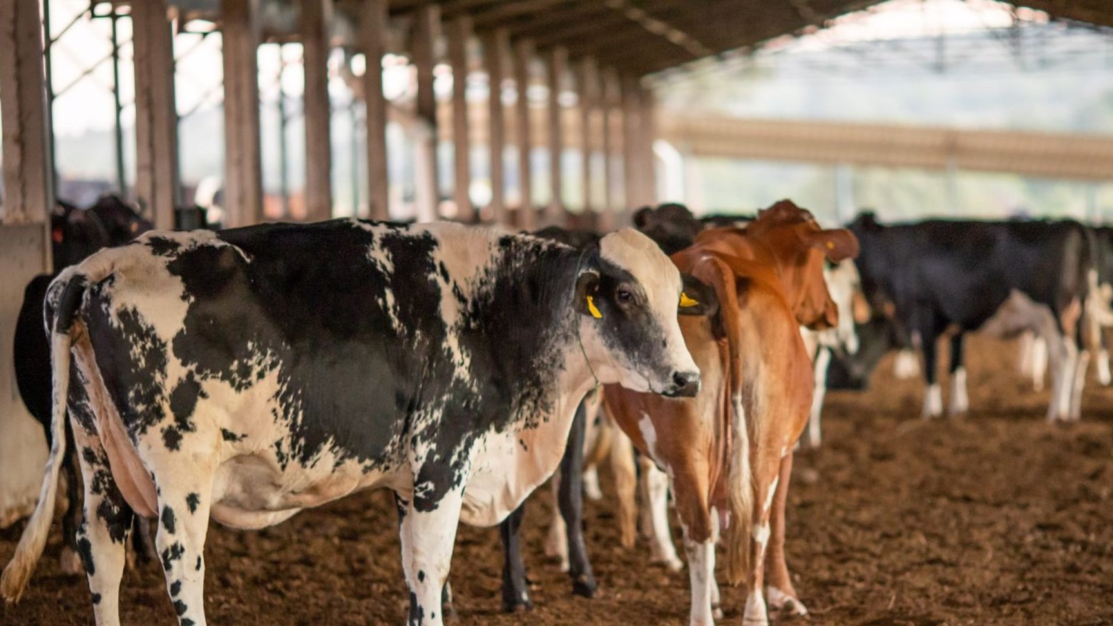 Crédito: agenciabrasil.ebc.com.br