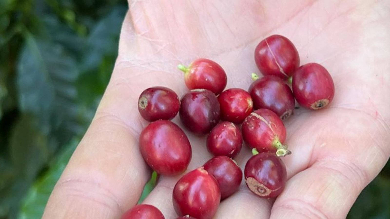 Crédito: agenciabrasil.ebc.com.br