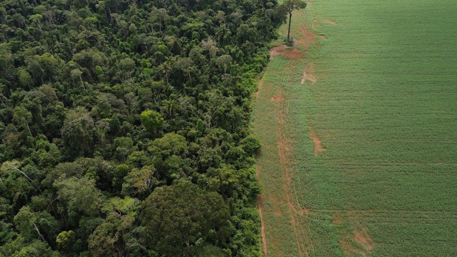 Crédito: agenciabrasil.ebc.com.br