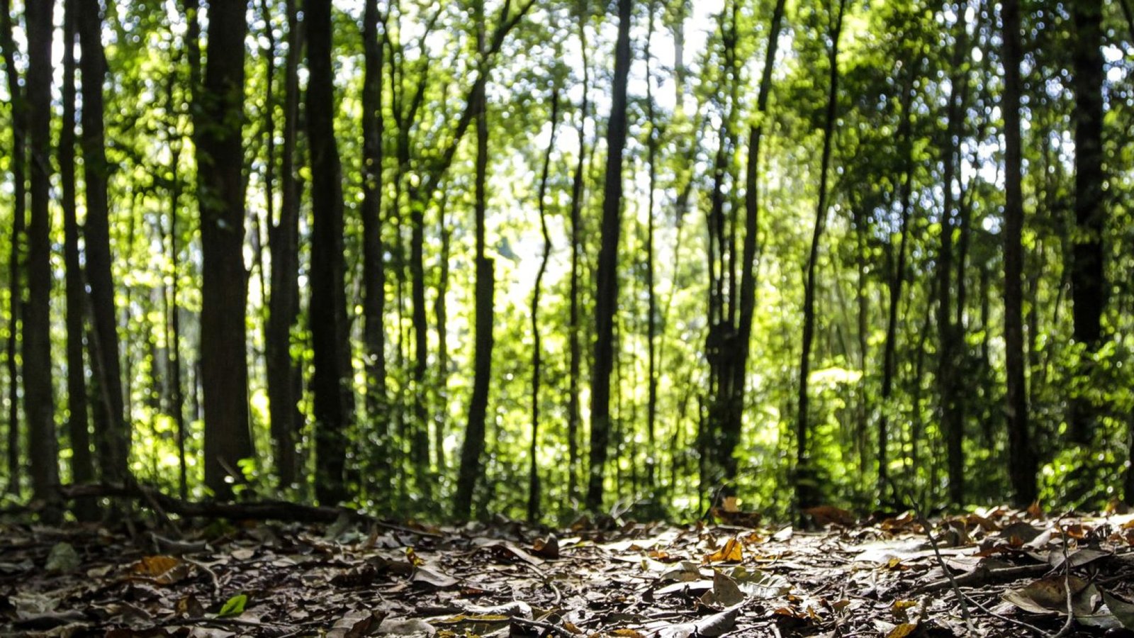 Crédito: agenciabrasil.ebc.com.br